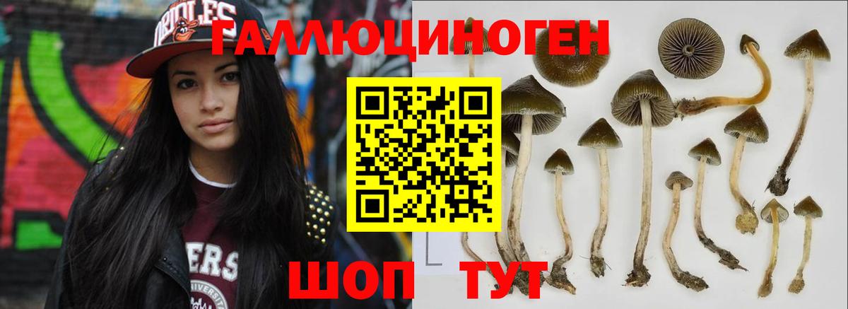 Сосновоборск  Галлюциногенные грибы Cubensis  Галлюциногенные грибы Cubensis  Вход с VPN 